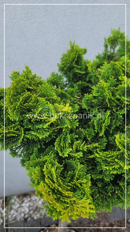 Cyprysik tępołuskowy, japoński 'Nana Gracilis Aurea'- Chamaecyparis obtusa PA50-80cm, 5l