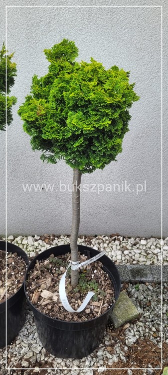 Cyprysik tępołuskowy, japoński 'Nana Gracilis Aurea'- Chamaecyparis obtusa PA50-80cm, 5l