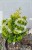 Cyprysik tępołuskowy, japoński 'Nana Gracilis Aurea'- Chamaecyparis obtusa PA50-80cm, 5l
