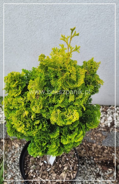 Cyprysik tępołuskowy, japoński 'Nana Gracilis Aurea'- Chamaecyparis obtusa PA50-80cm, 5l