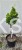 Cyprysik tępołuskowy, japoński 'Nana Gracilis Aurea'- Chamaecyparis obtusa PA50-80cm, 5l