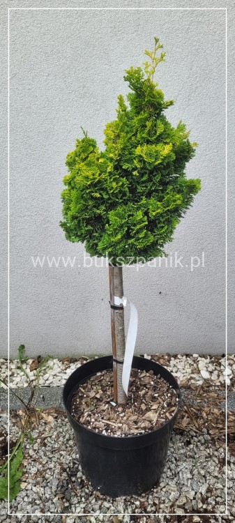 Cyprysik tępołuskowy, japoński 'Nana Gracilis Aurea'- Chamaecyparis obtusa PA50-80cm, 5l