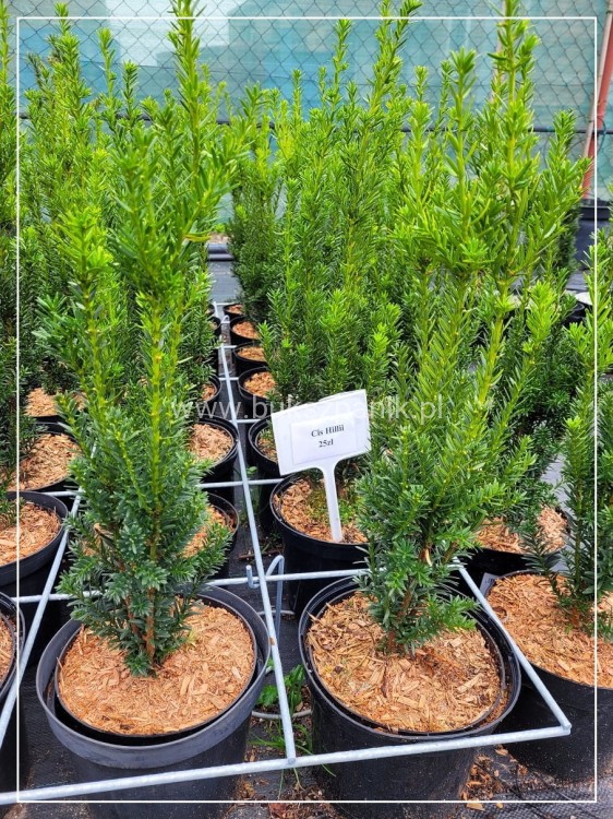 Cis pośredni HILLI - Taxus media wys. 50-70cm