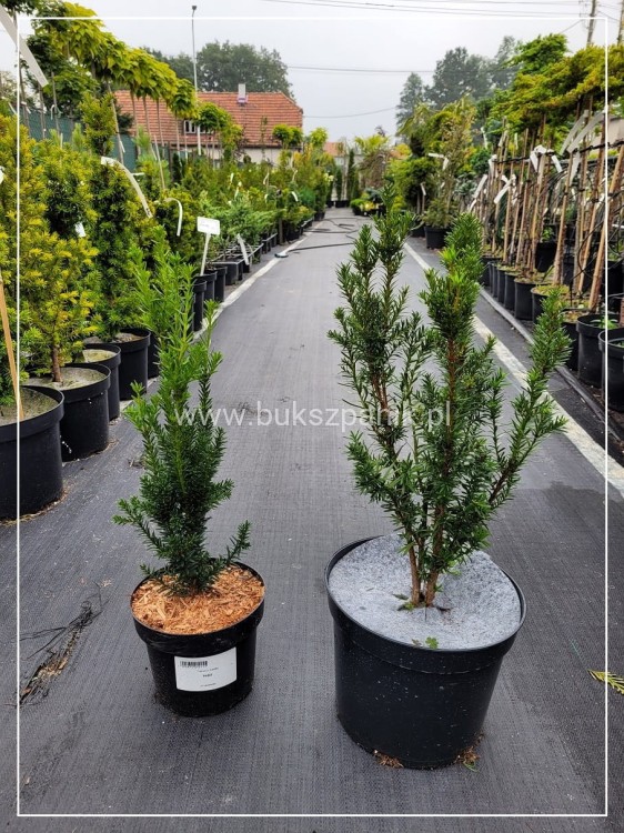 Cis pośredni HILLI - Taxus media wys. 50-70cm