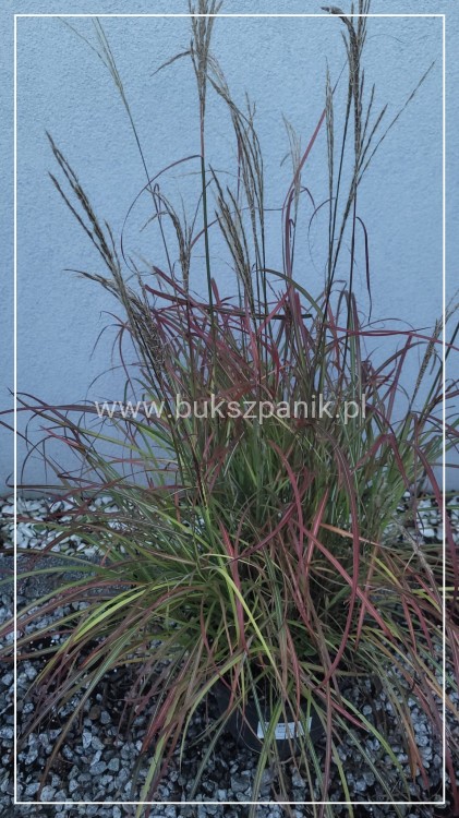 Miskant Chiński SENORITA - C5l- Miscanthus sinensis