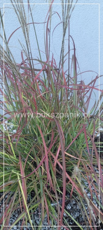 Miskant Chiński SENORITA - C5l- Miscanthus sinensis