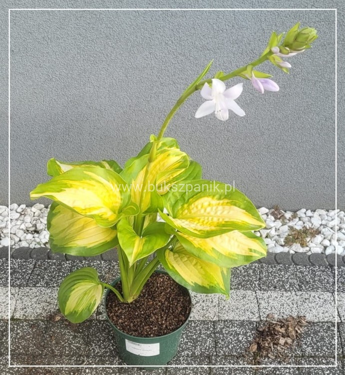 Hosta Cathedral Windows Funkia