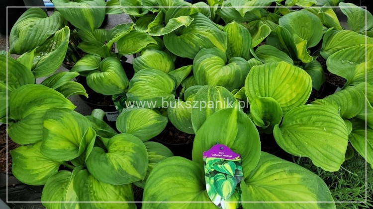 Hosta Cathedral Windows Funkia