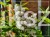 Żylistek szorstki 'Plena- Deutzia scabra