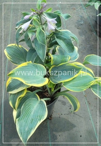 Hosta First Frost- Funkia