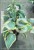 Hosta First Frost- Funkia