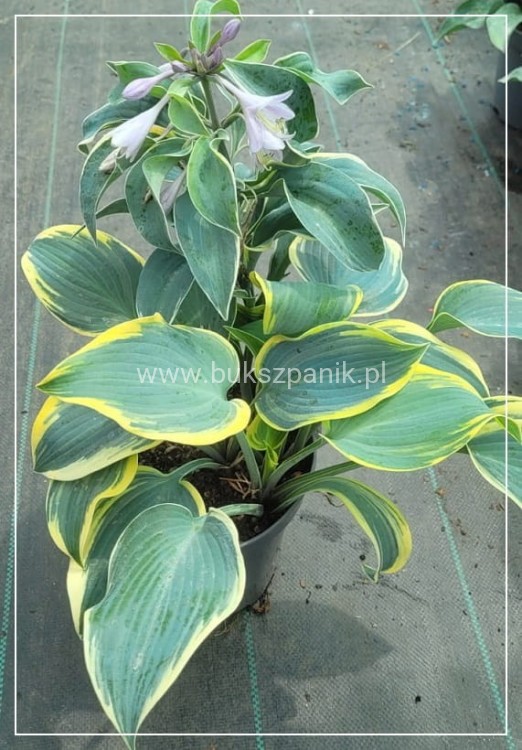 Hosta First Frost- Funkia