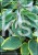 Hosta First Frost- Funkia