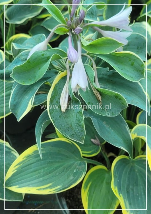 Hosta First Frost- Funkia