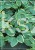 Hosta First Frost- Funkia
