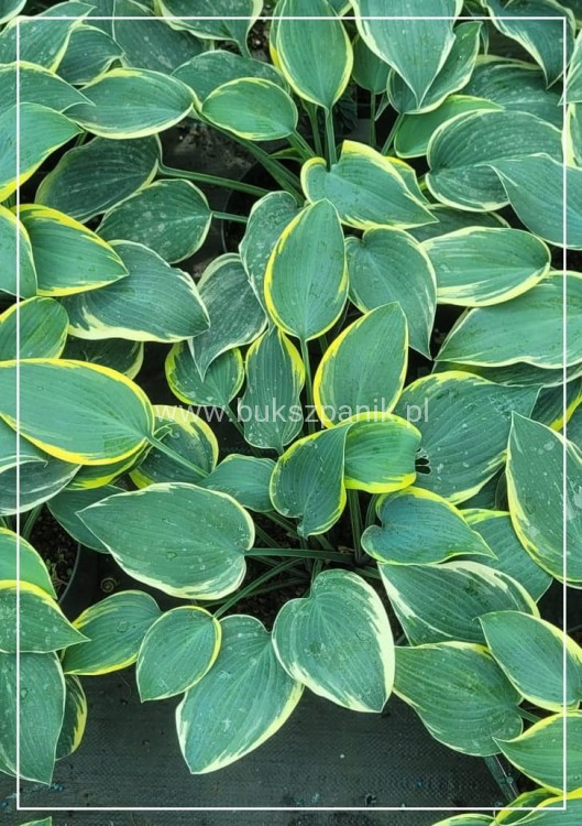 Hosta First Frost- Funkia