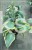 Hosta First Frost- Funkia