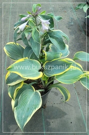 Hosta First Frost- Funkia
