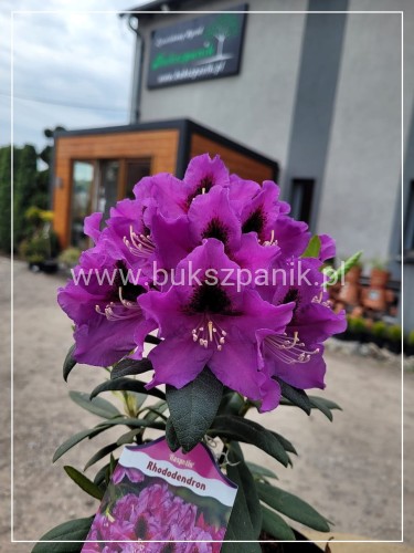 Różanecznik RASPUTIN - Rhododendron
