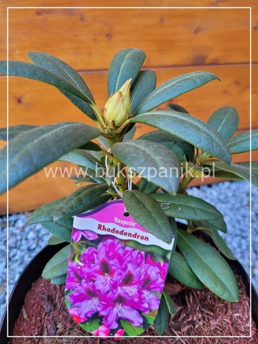 Różanecznik RASPUTIN - Rhododendron