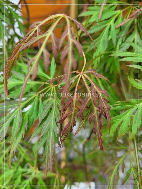 Klon palmowy 'Orangeola'- Acer palmatum PA70 Ob 8-10cm (
