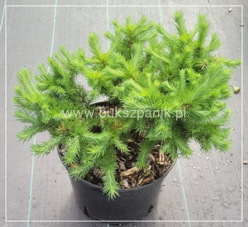 Modrzew japoński BLUE DWARF - Larix kaempferi wys. 40cm