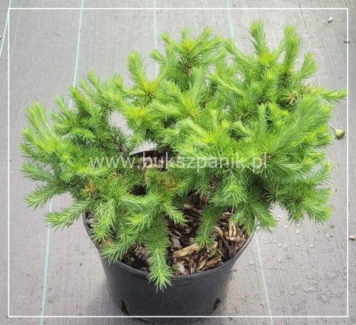 Modrzew japoński BLUE DWARF - Larix kaempferi wys. 40cm