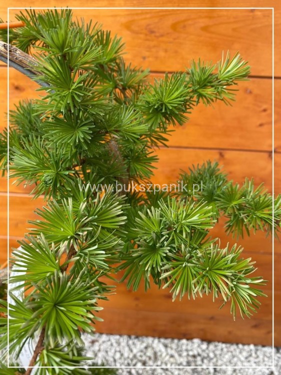 Modrzew europejski Formowany " S" C12l BONSAI