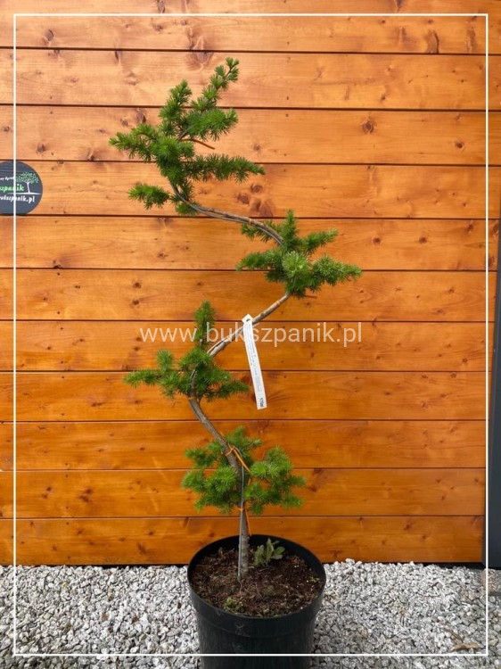 Modrzew europejski Formowany " S" C12l BONSAI