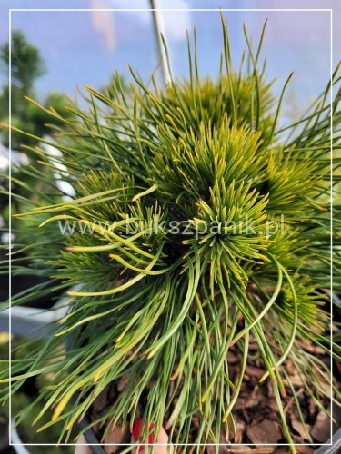 Sosna kosodrzewina VARELLA- Pinus Mugo na pniu C10l PA 70-100cm