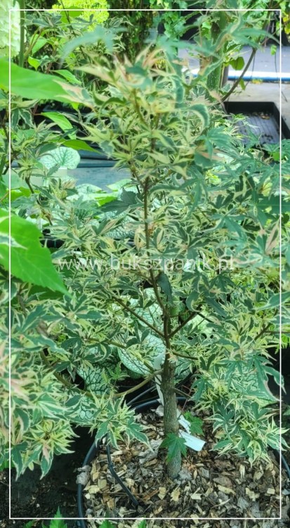 Klon palmowy BUTTERFLY - Acer palmatum , 140cm