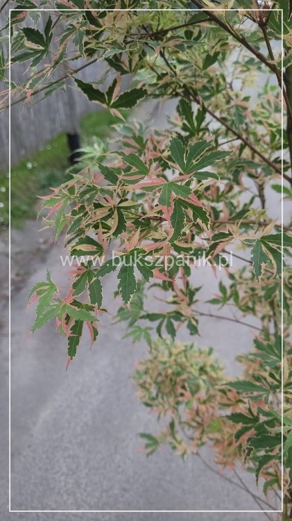 Klon palmowy BUTTERFLY - Acer palmatum , 140cm