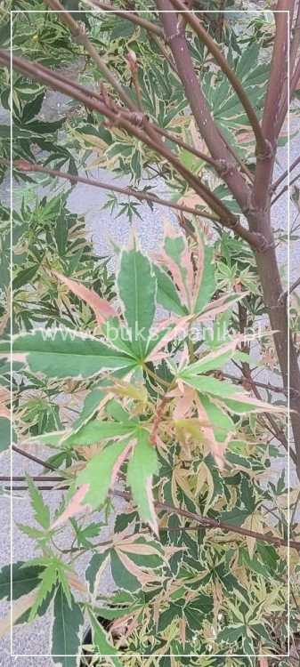 Klon palmowy BUTTERFLY - Acer palmatum , 140cm