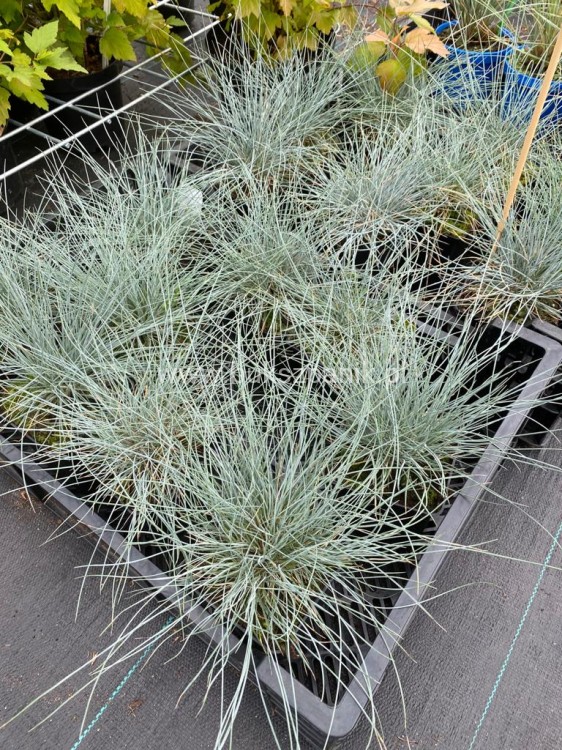 Kostrzewa Sina Elijah Blue- Festuca glauca