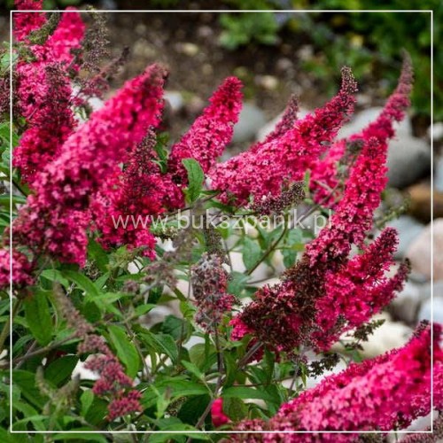 Budleja Dawida PRINCE CHARMING- Buddleja davidii