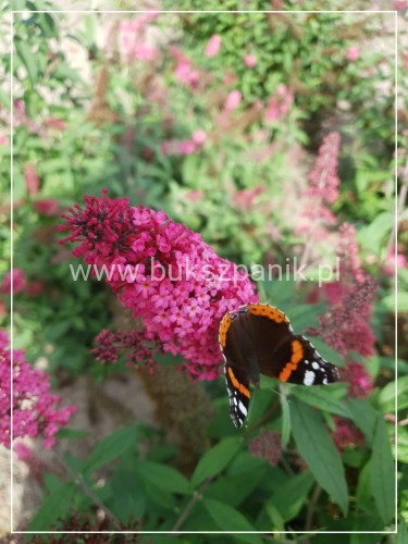 Budleja Dawida PRINCE CHARMING- Buddleja davidii