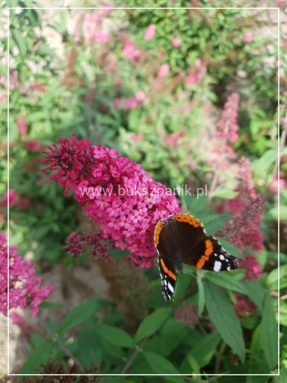 Budleja Dawida PRINCE CHARMING- Buddleja davidii