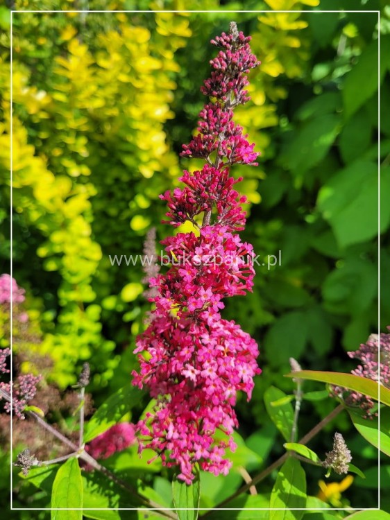 Budleja Dawida PRINCE CHARMING- Buddleja davidii