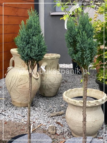 Cyprysik Lawsona Columnaris - Chamaecyparis lawsoniana - Pa75cm