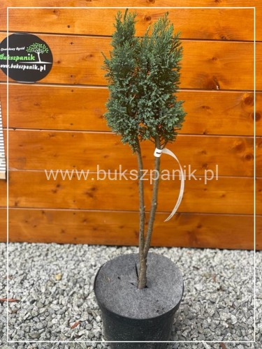 Cyprysik Lawsona Columnaris - Chamaecyparis lawsoniana - Pa75cm