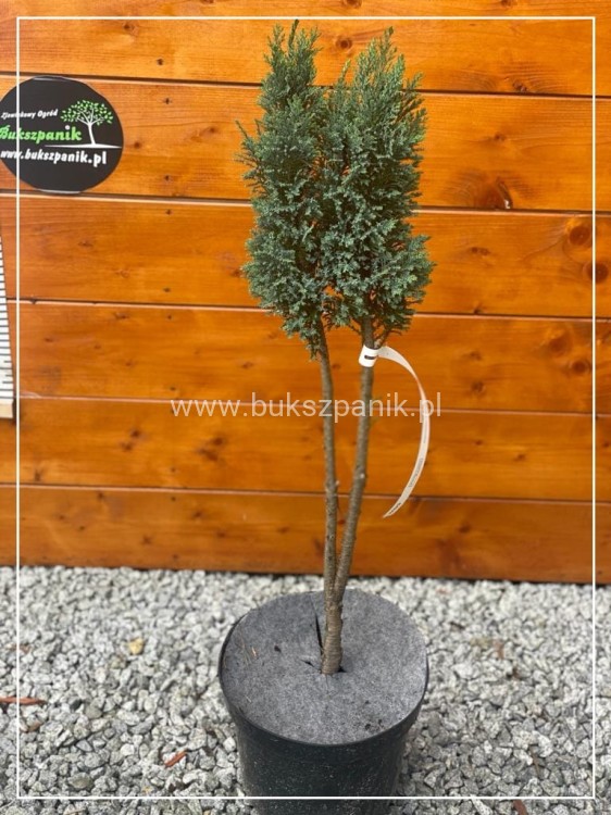 Cyprysik Lawsona Columnaris - Chamaecyparis lawsoniana - Pa75cm