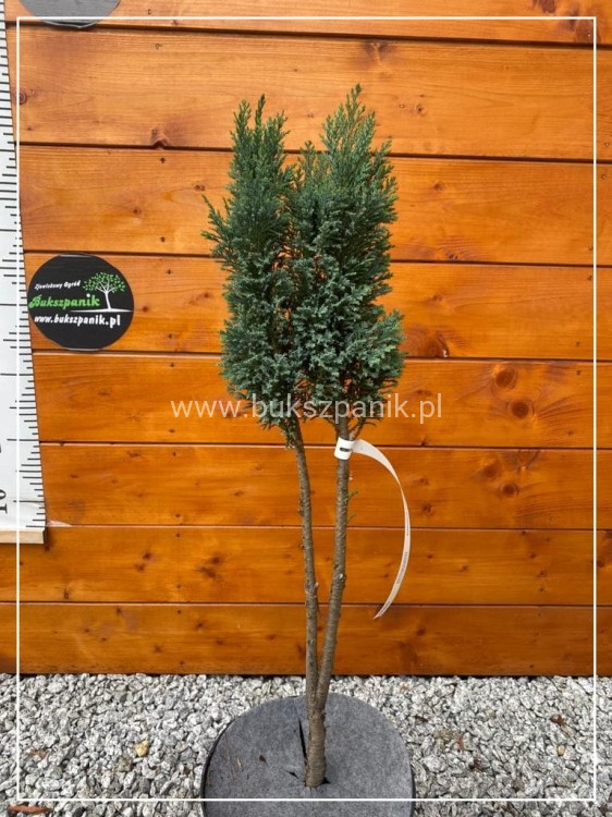 Cyprysik Lawsona Columnaris - Chamaecyparis lawsoniana - Pa75cm