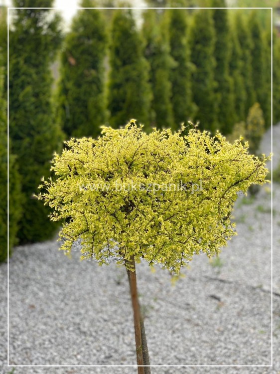 Wiąz drobnolistny "Geisha"- Ulmus parvifolia