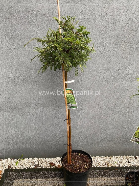 Wiąz drobnolistny "Geisha"- Ulmus parvifolia