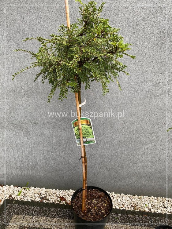 Wiąz drobnolistny "Geisha"- Ulmus parvifolia
