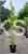 Miłorząb dwuklapowy 'Fastigiata'- Ginkgo biloba 190cm, donica 20l