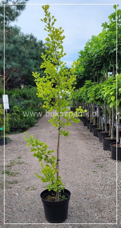 Miłorząb dwuklapowy 'Fastigiata'- Ginkgo biloba 190cm, donica 20l