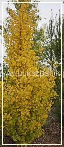 Miłorząb dwuklapowy 'Fastigiata'- Ginkgo biloba 190cm, donica 20l