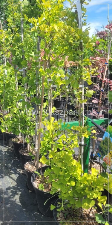 Miłorząb dwuklapowy 'Fastigiata'- Ginkgo biloba 190cm, donica 20l