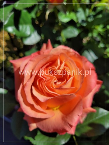 Róża wielkokwiatowa- Rosa IBIZA DENSIFLORA C4